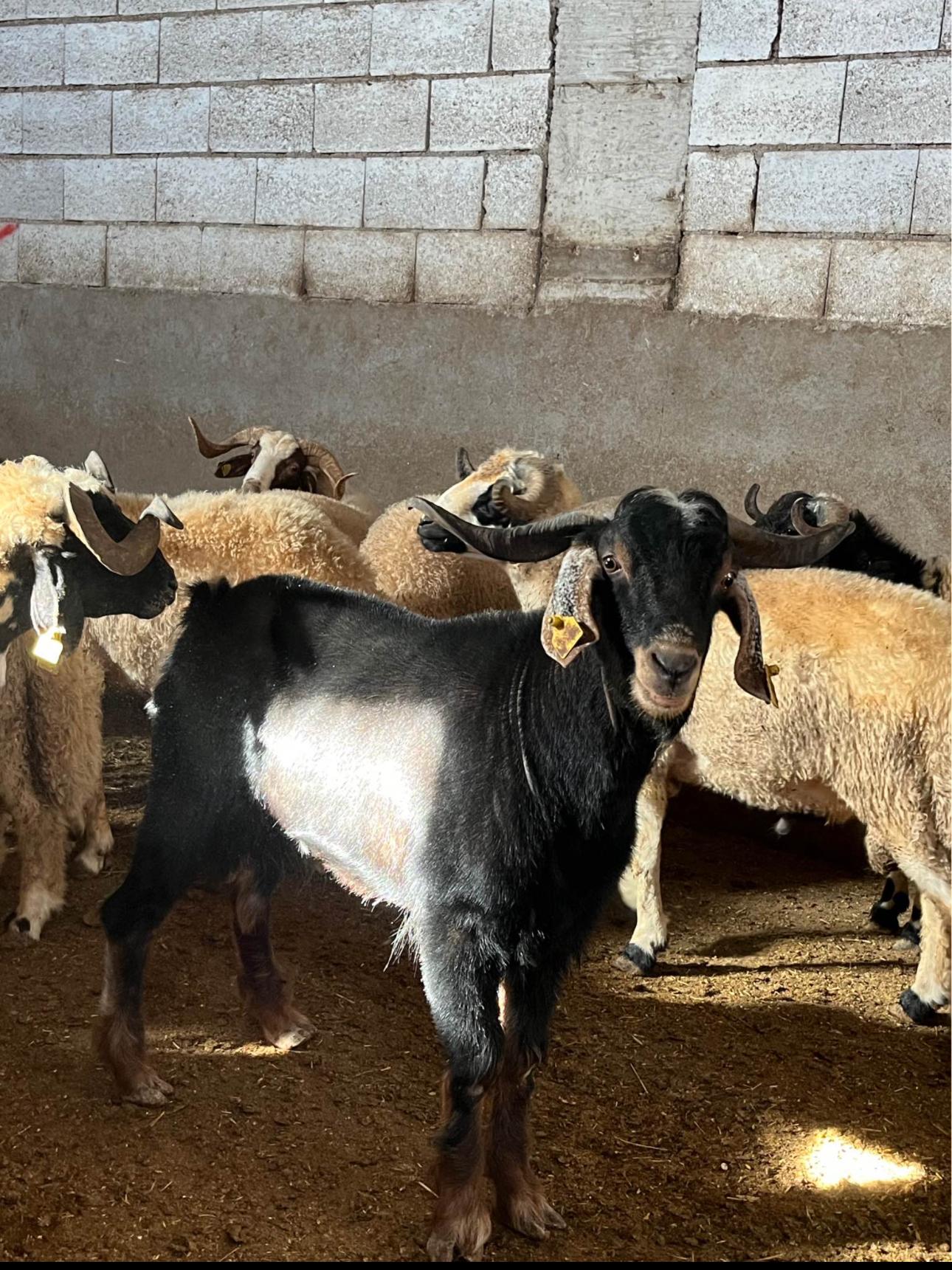 Diyarbakır Kurbanlık Adaklık Diyarı